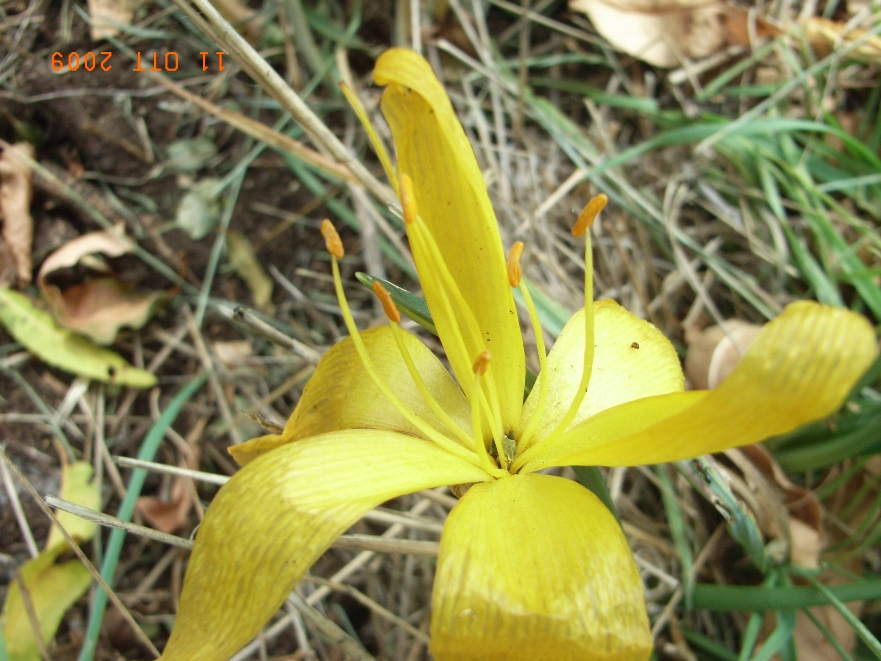 Sternbergia lutea